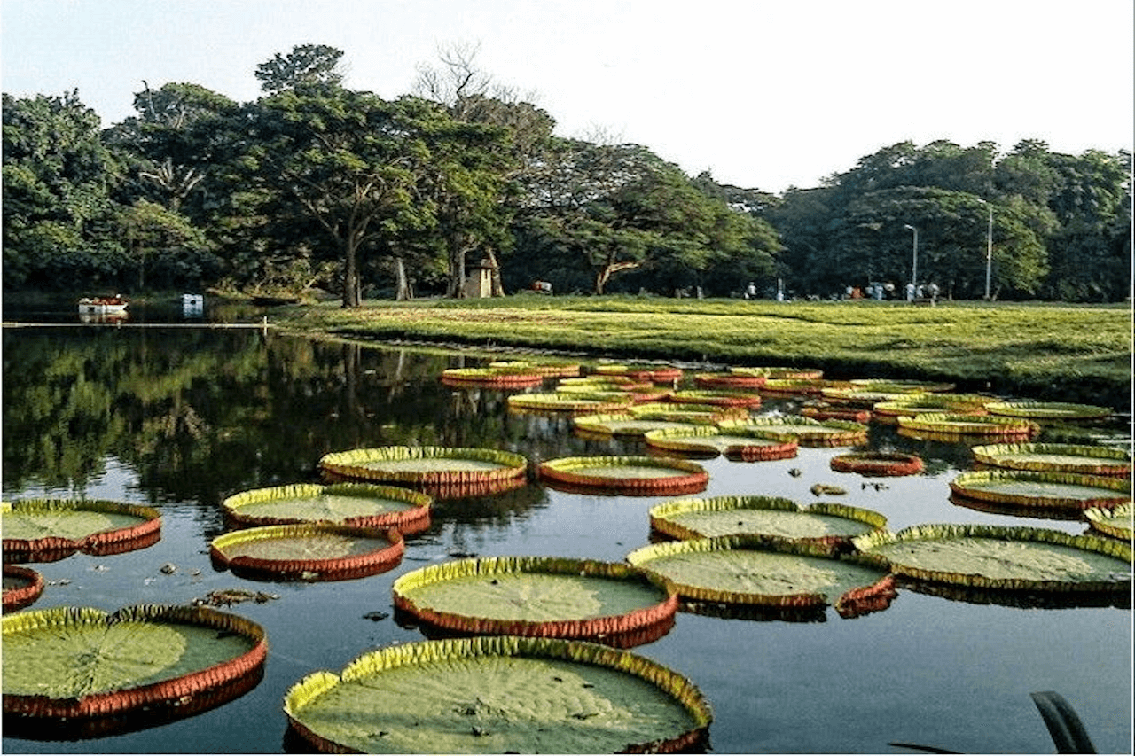 Unlocking the Healing Power of Homeopathy: A Journey from Ireland to India.